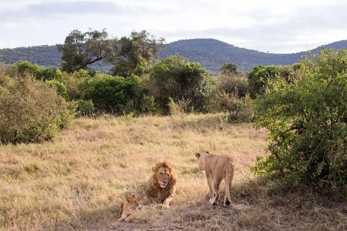 safari famille