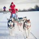 Pourquoi opter pour l’activité de traineau à Chiens