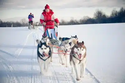 Pourquoi opter pour l’activité de traineau à Chiens