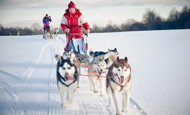 Pourquoi opter pour l’activité de traineau à Chiens