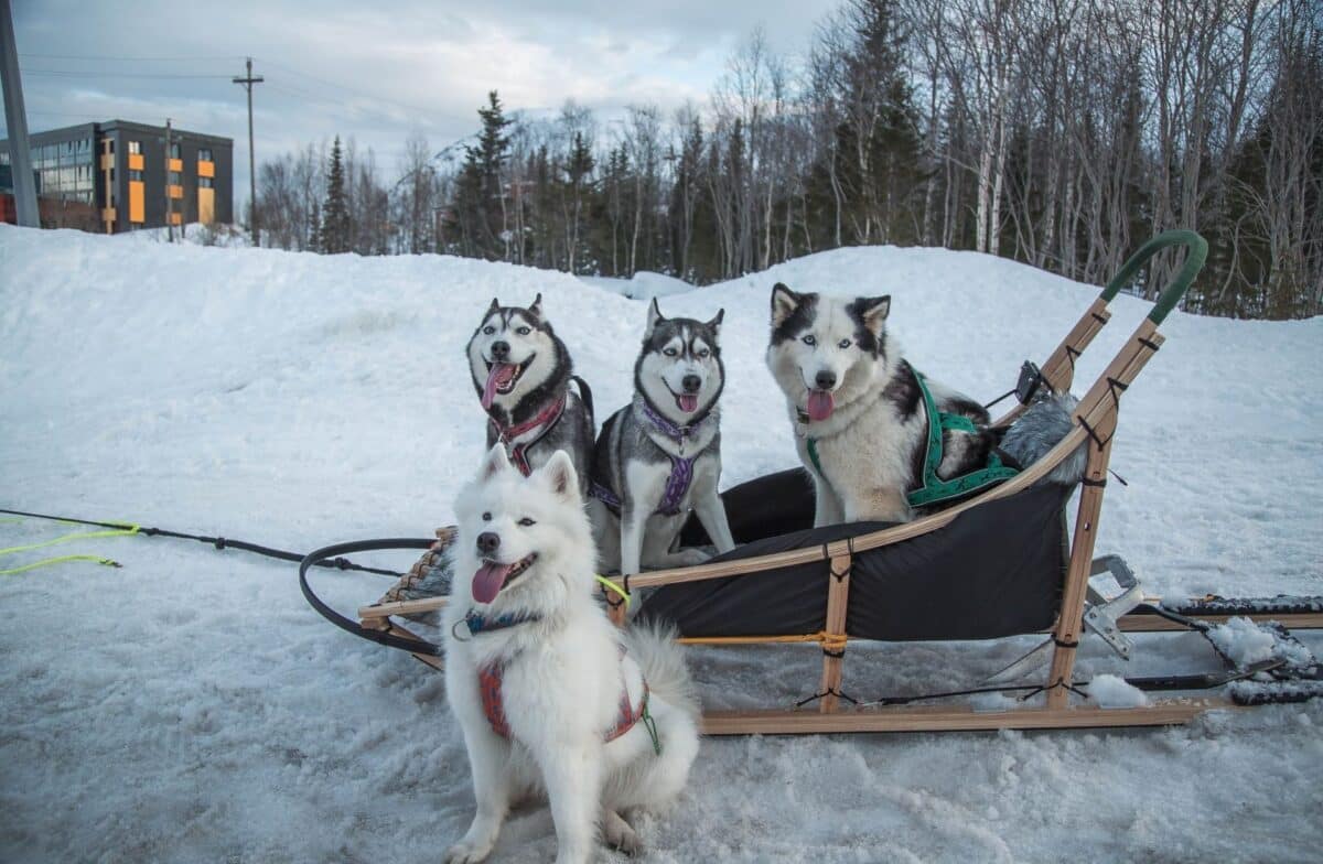 Pourquoi opter pour l’activité de traineau à Chiens