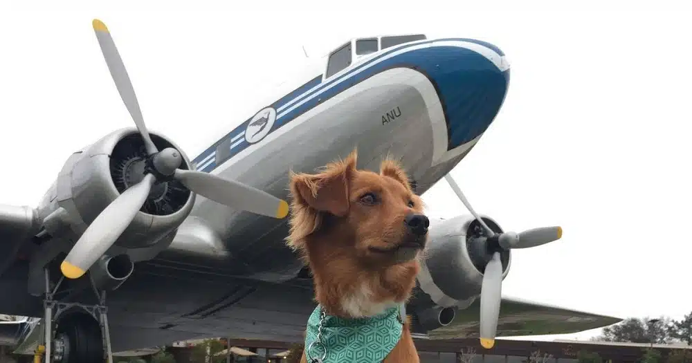 en avion avec son animal de compagnie