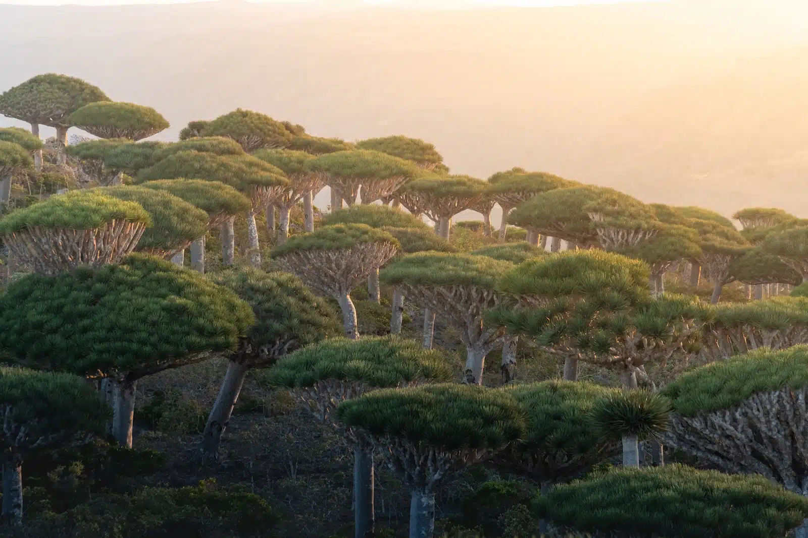 La biodiversité de l'île de Socotra