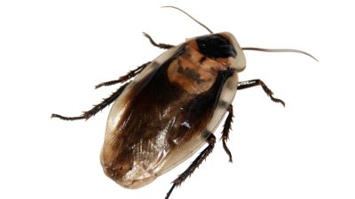 Protéger votre hôtel des infestations de cafards et blattes grâce à une entreprise spécialisée