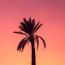 silhouette photography of palm tree