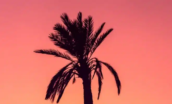 silhouette photography of palm tree